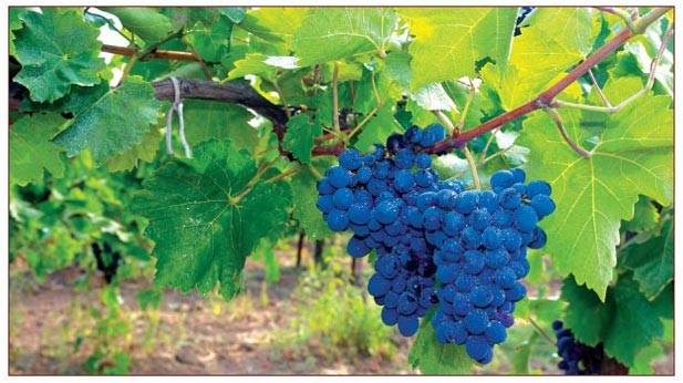 сочный плодовитый виноград